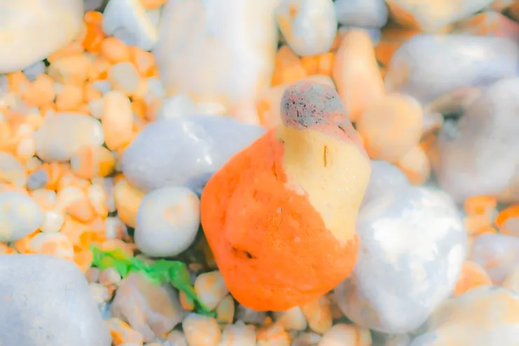 礫石灘上一顆特別的石頭