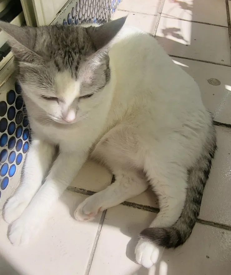 小白曬太陽(李建崑攝影)