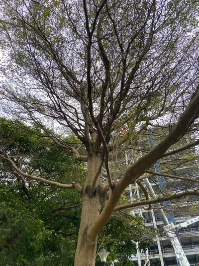 民福里生態散策-福福小公園篇