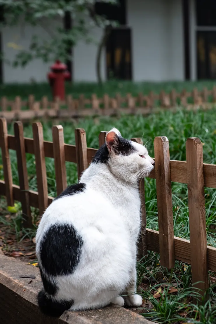 不想面對的喵喵