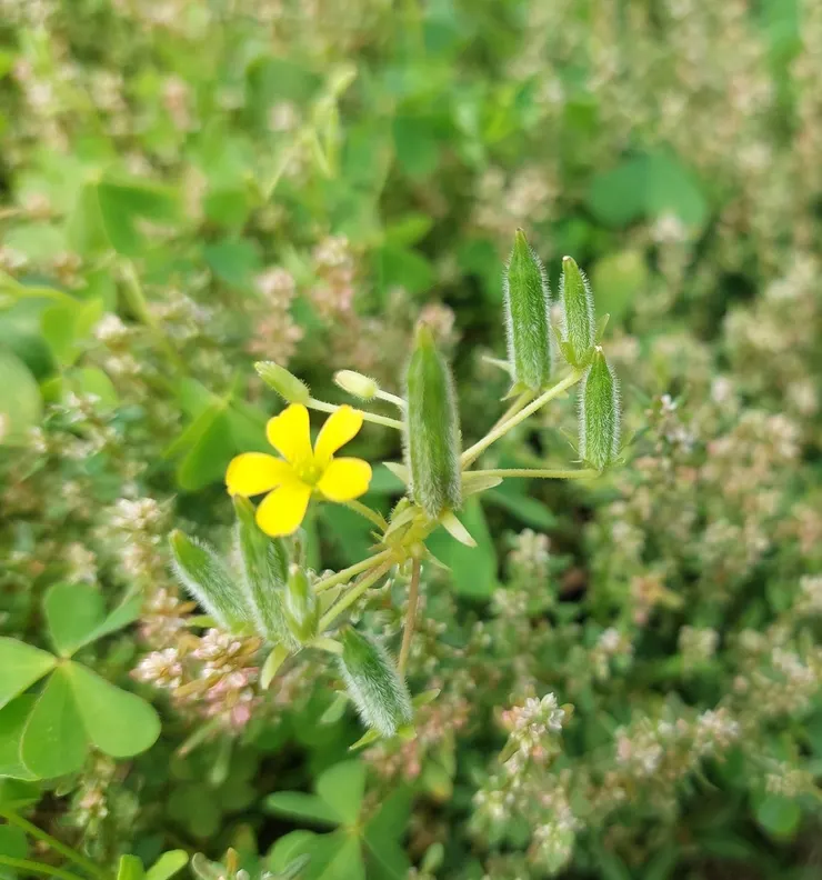 黃花酢漿草主要是靠蒴果傳播種子