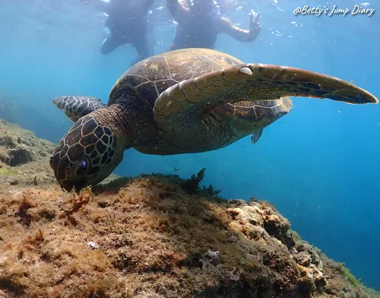 ▲2025屏東小琉球-浮潛、SUP/ 圖片來源：Betty's Jump Diary