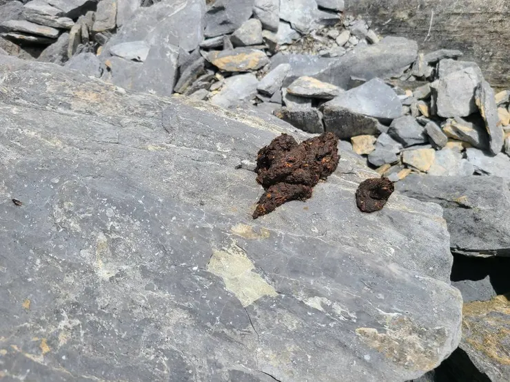 懷疑是大型肉食類動物糞便(大小約成年男性三個拳頭大),可能黑熊、山豬,但不太確定