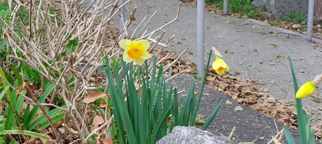 路邊美麗的水仙花
