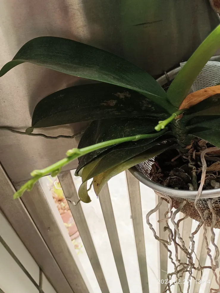 自家蘭花苞初長