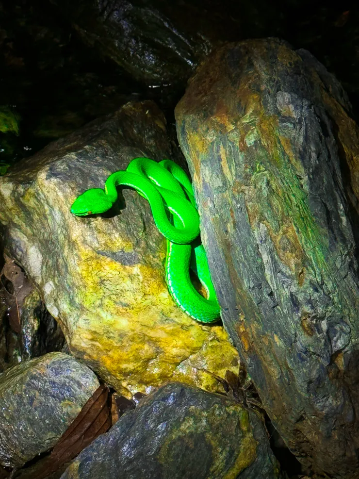 有毒的赤尾青竹絲