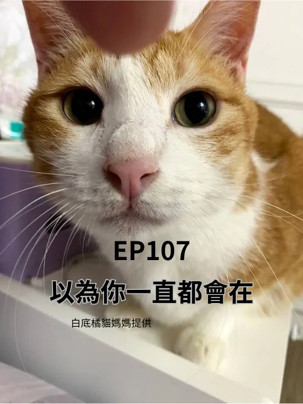 白底橘貓哥哥(媽咪圖供)