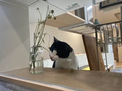 我終於知道我花為什麼都爛爛的