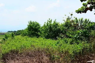 (往烏樹林方向拍攝)