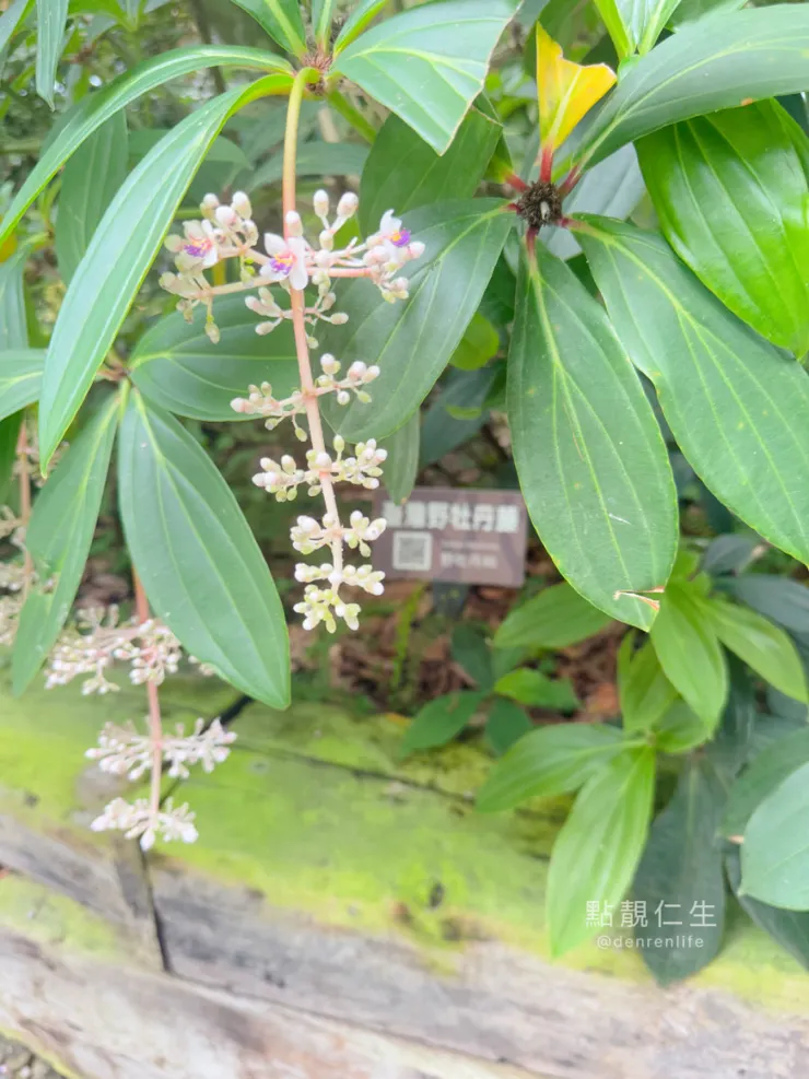 台北典藏植物園｜台灣野牡丹
