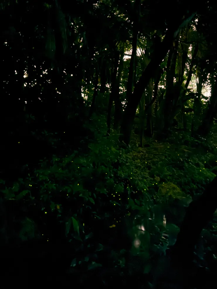 2026/04/25 戶外螢火蟲