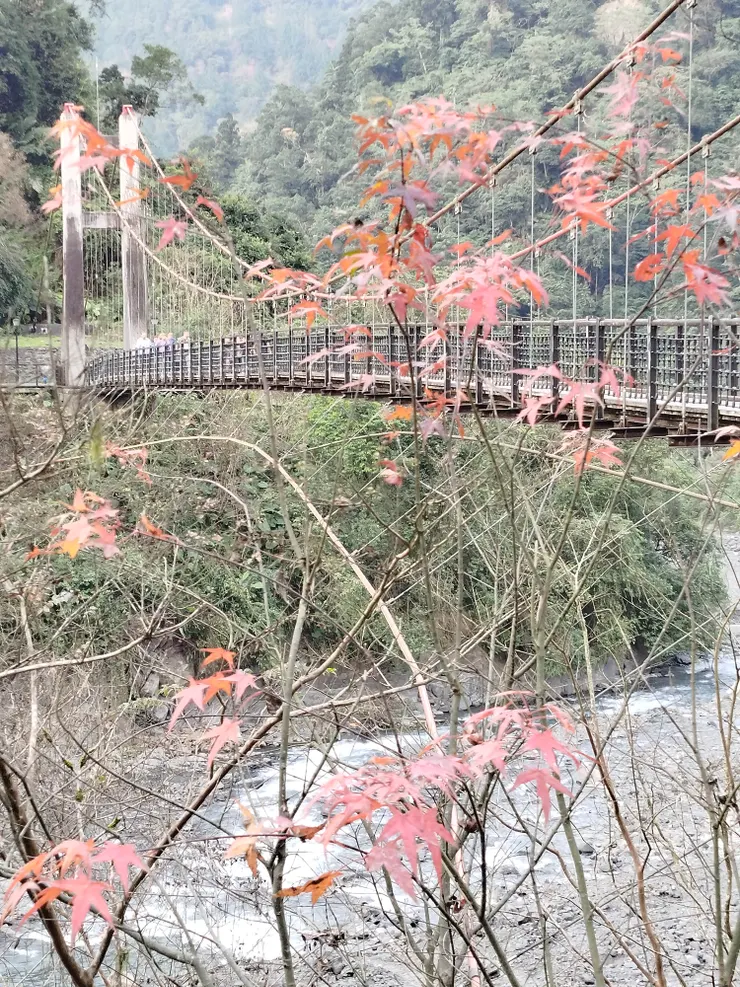 一月的楓紅（槭樹？）。