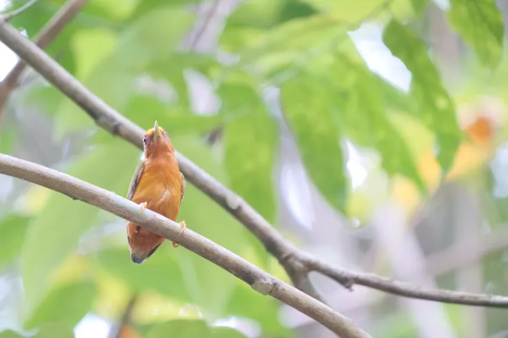 棕啄木鳥  Rufous Piculet