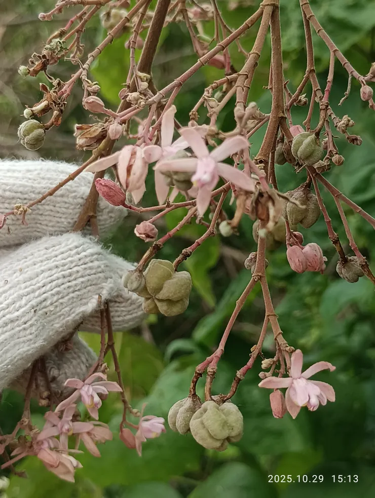 克蘭花近拍，它的朔果特別