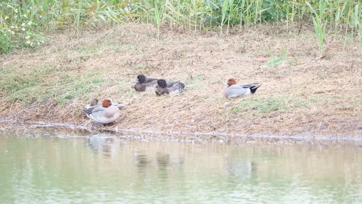 旁邊有兩隻鳳頭潛鴨