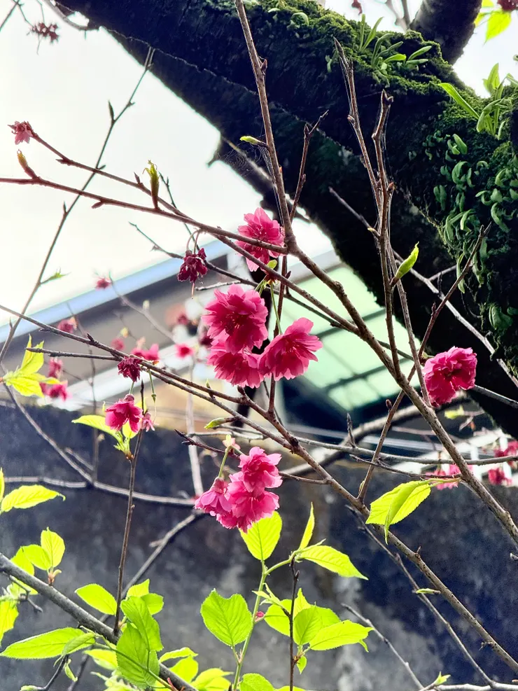 八重櫻：有二層以上的花瓣，是山櫻花的花形變異種。