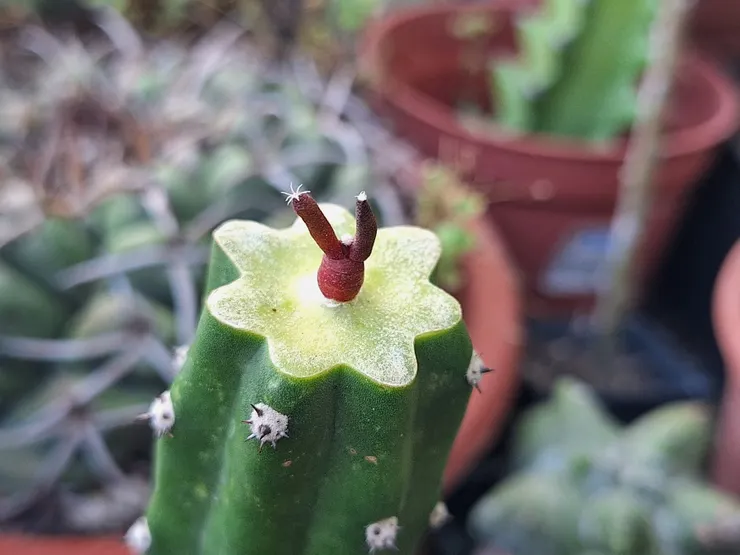 2025/10/4，嫁接一個禮拜後的樣子。