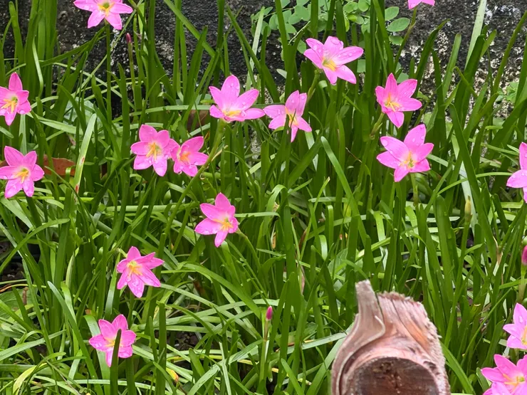 圖文無關，分享上週日在湖畔看到雨後綻放的韭蘭