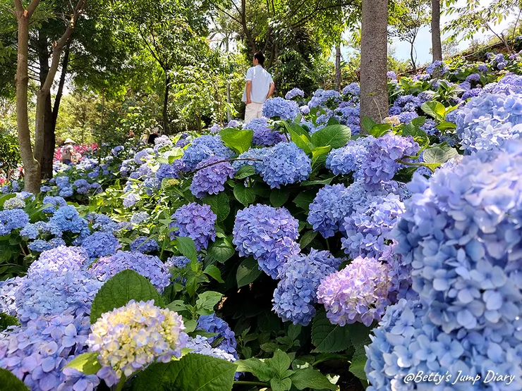 ▲桃園龍潭「穧粑崠咖啡農場」、「越軌咖啡」/ 圖片來源：Betty's Jump Diary