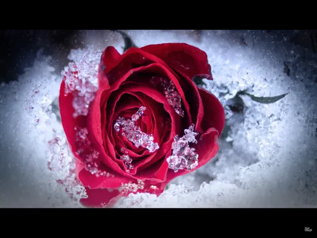 The Winter Rose Cantata 