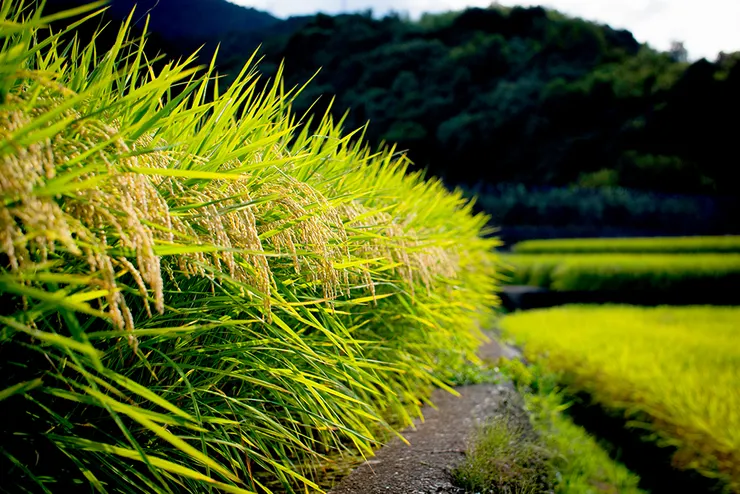 Photo by Jinomono Media on Unsplash