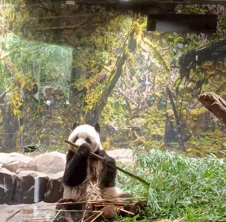 熊貓在哪都覺得超Q超愛的😍