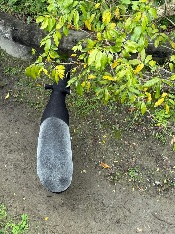 2026/02/17 馬來膜