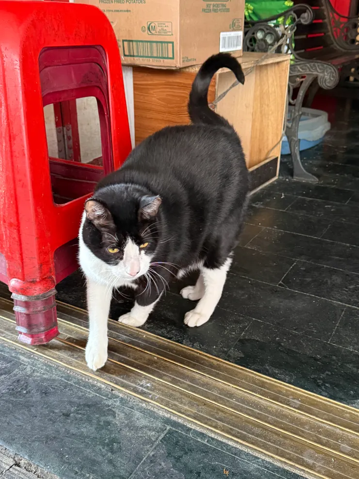 2025/11/10 嚕胖胖貓