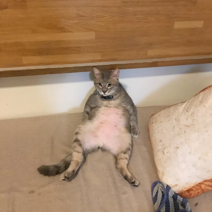 神貓在認養人的照顧之下，體重也日漸飆升，完全變成大叔模樣（大笑）