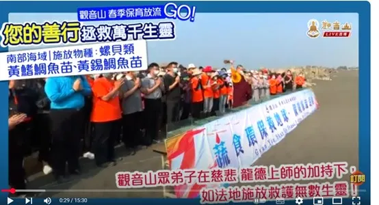 觀音山 2023春季 愛護海洋‧保育放流 生態紀實—南部海域拯救黃錫鯛魚苗、黃鰭鯛魚苗、螺貝類⭐龍德上師慈善事業｜放生、護生善行
