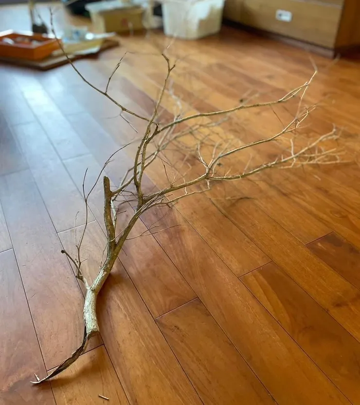 院子裡撿回的七里香枝幹