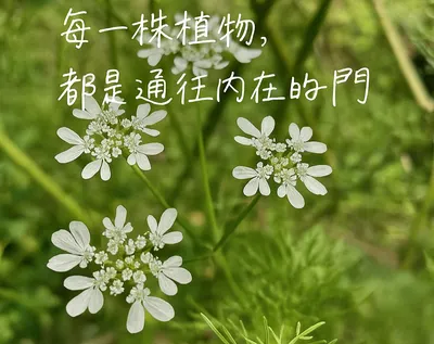 🌿 植語心光 Botanic Soul & Light