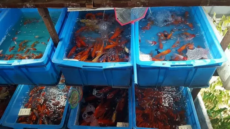 若是買金魚就更蠢了