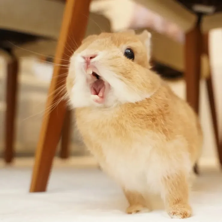 來源：fuku_kurumi_mitarashi@IG