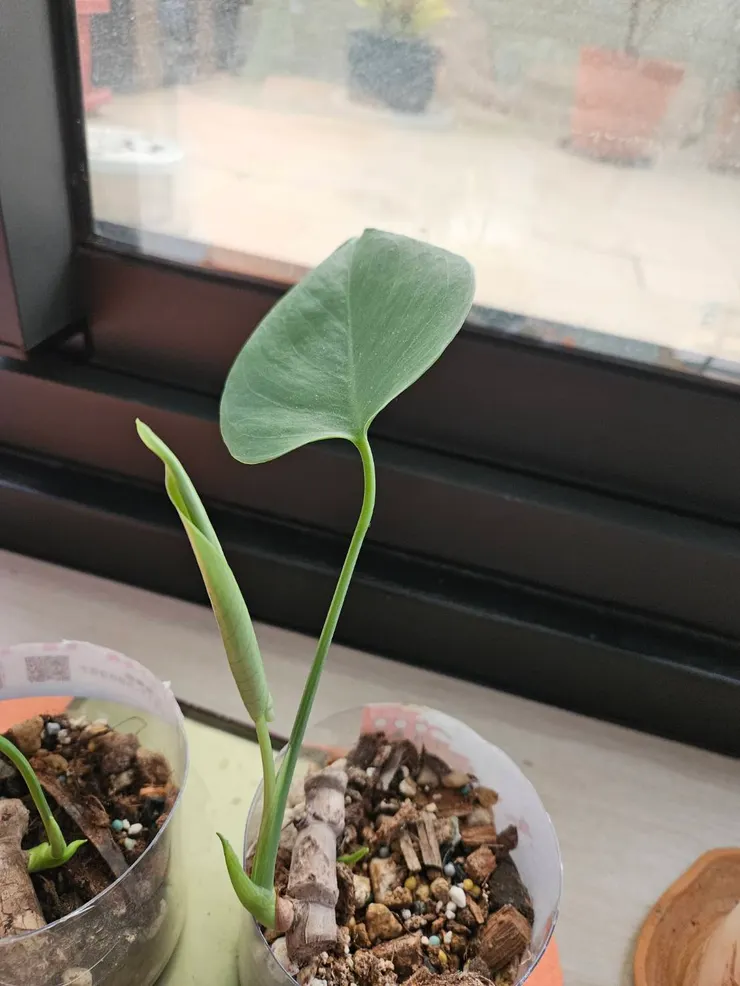 龜背芋小苗