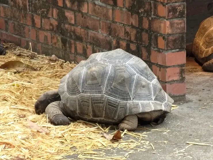陸龜（活的）他只是剛好沒在動