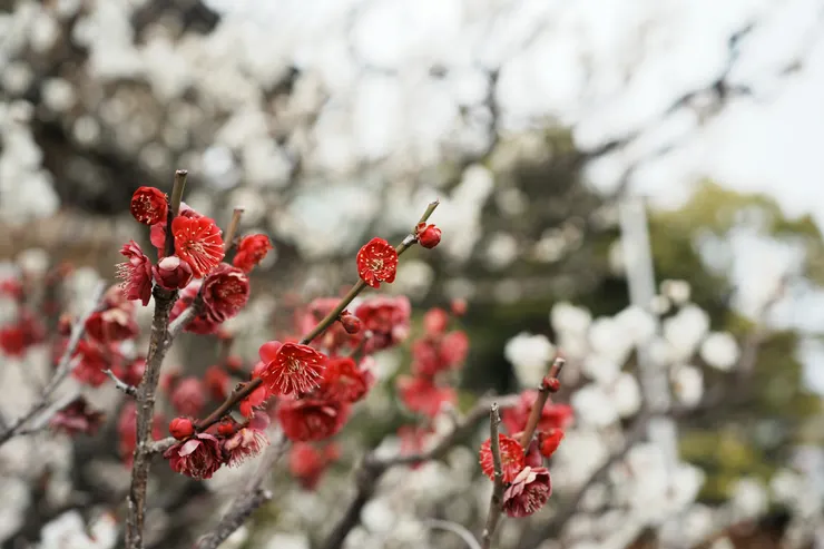 神社裡的梅花，超紅