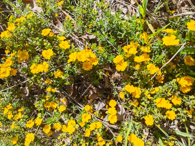 願大家都像路邊的花朵一樣綻放，迎接著春夏秋冬的變遷