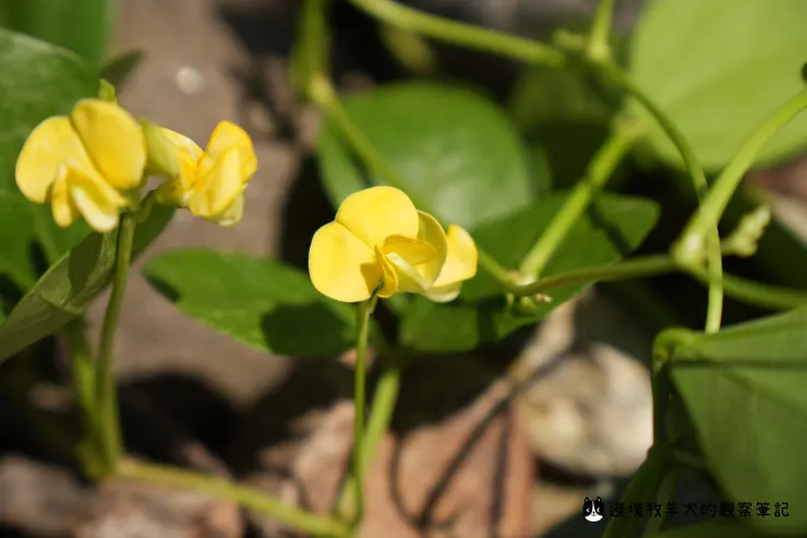 海濱植物濱豇豆，開起小小的蝶形黃花