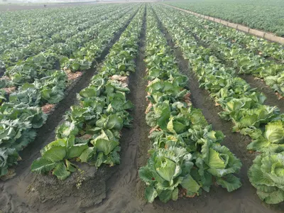 生不逢時的高麗菜。