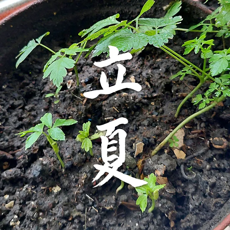 【節氣:立夏】