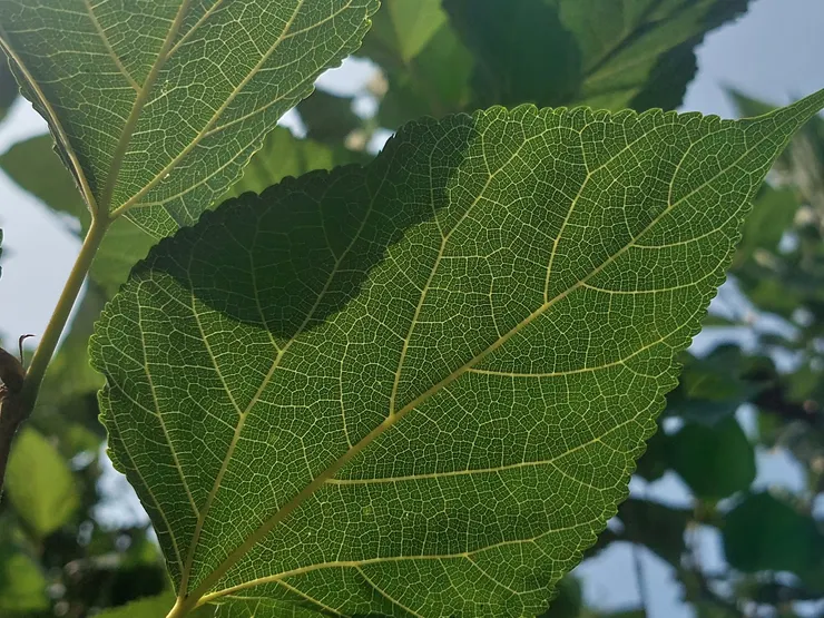 桑葉的脈絡,緻密而清晰。古人認為具有「以絡入絡」的效能。《本草便讀》云:「凡葉皆散,其紋如絡,故能入絡,疏風通肝達肺」。