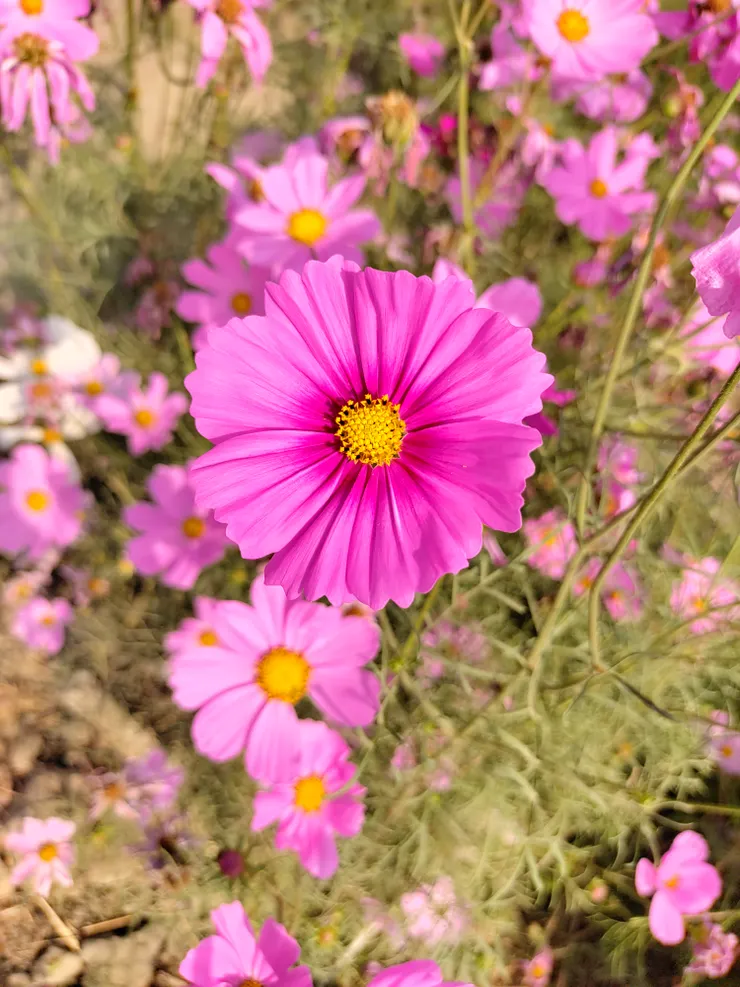 盡情綻放的波斯菊