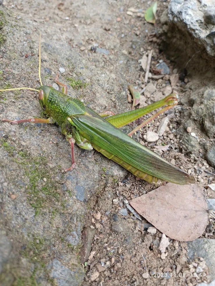 向山神祖靈叩首入山處即見一隻台灣大蝗蟲，左大肢已斷，把其移右側的草叢裏