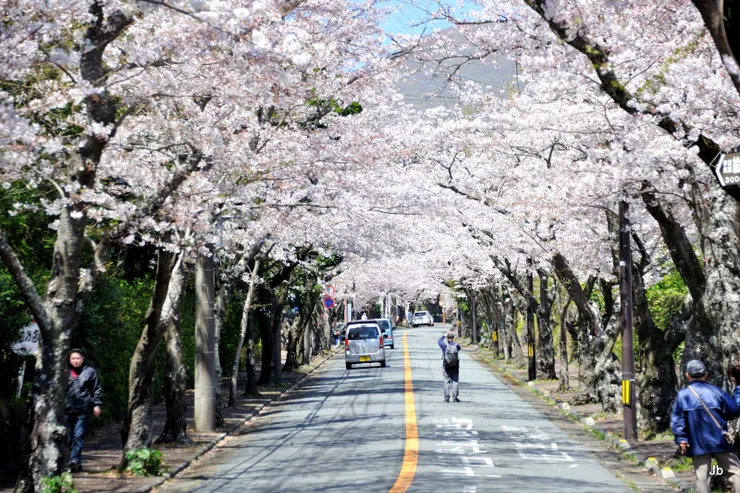 櫻並木通，勇敢的好攝客。