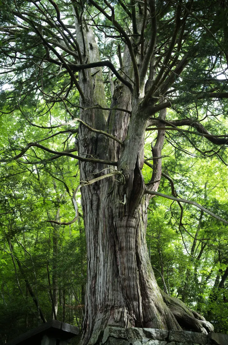 東京第一巨木：倉沢のヒノキ