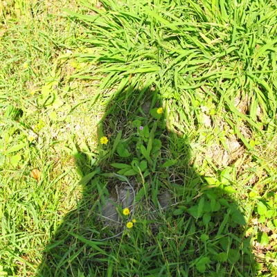 發芽耳機的沙龍