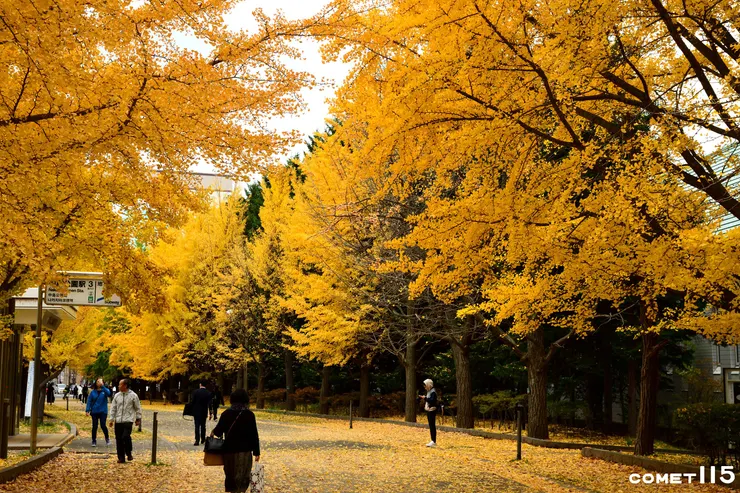 一走出地鐵站就被整排的銀杏迎接