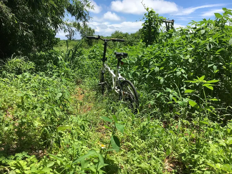 谷狗地圖帶我騎到了荒山中，他說前方有路，我卻只看到比人高的植物擋在前面
