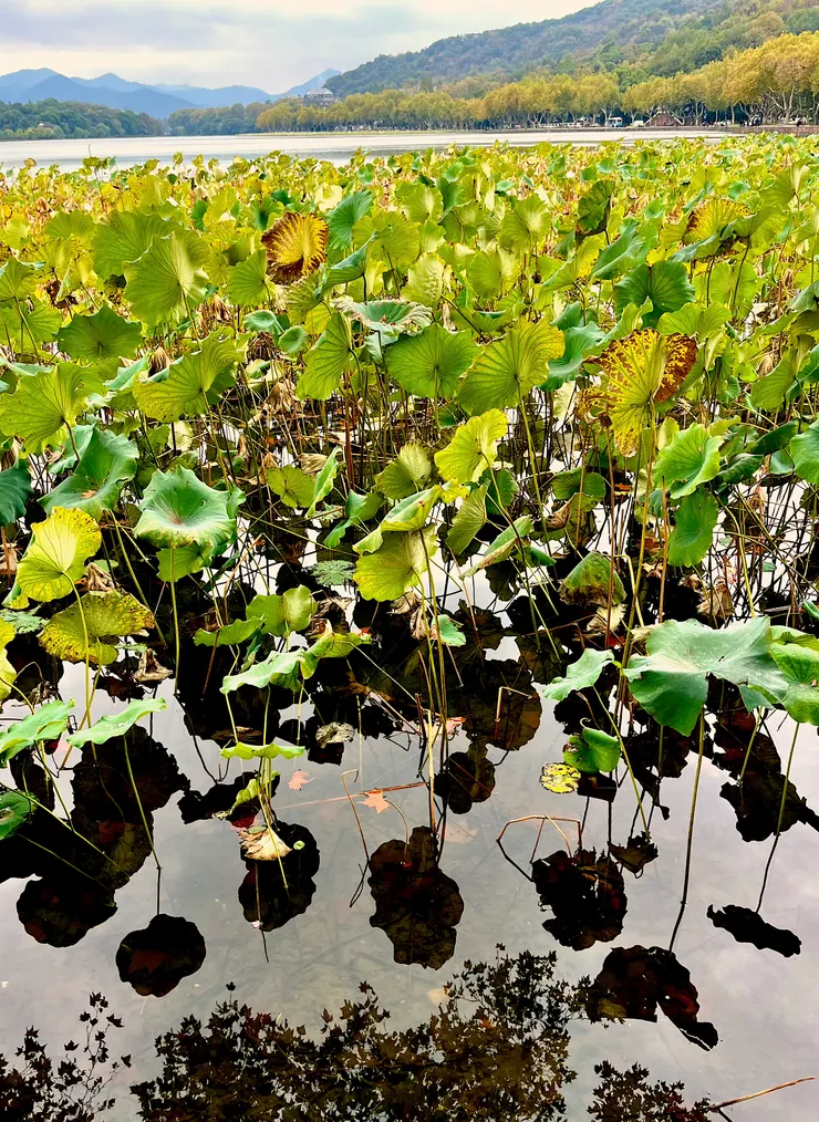 圖 YHCC@杭州西湖